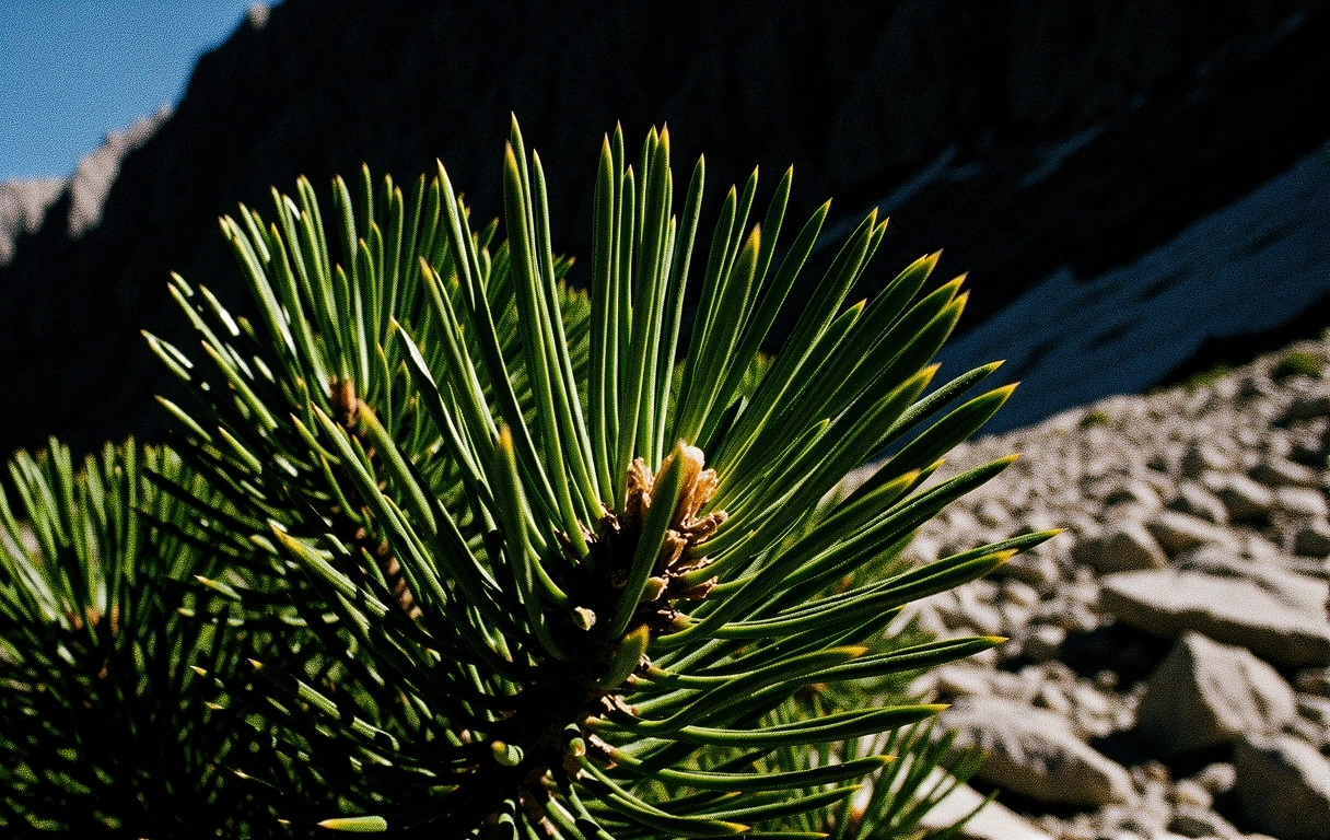 Alpine Botanik